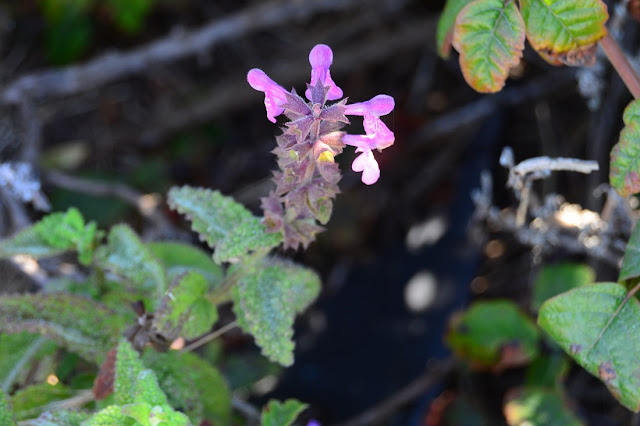 Stachys bullata