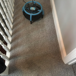 cat sick after cleaning the carpet