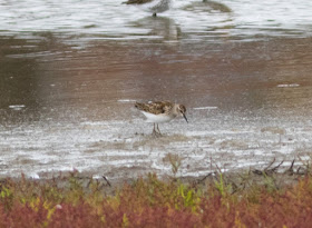 Least Sandpiper - Lodmoor RSPB, Dorset