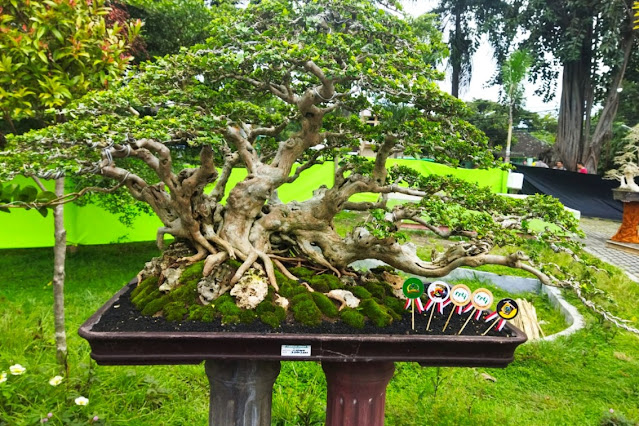 Ratusan bonsai adu cantik di Taman Rinjani Selong, Bupati beri sanjungan
