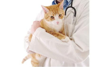 How To Keep Your Cat Healthy - Your Guide to Cat Diseases and Conditions, and How to Cure Them, kittens in your life, kittens food