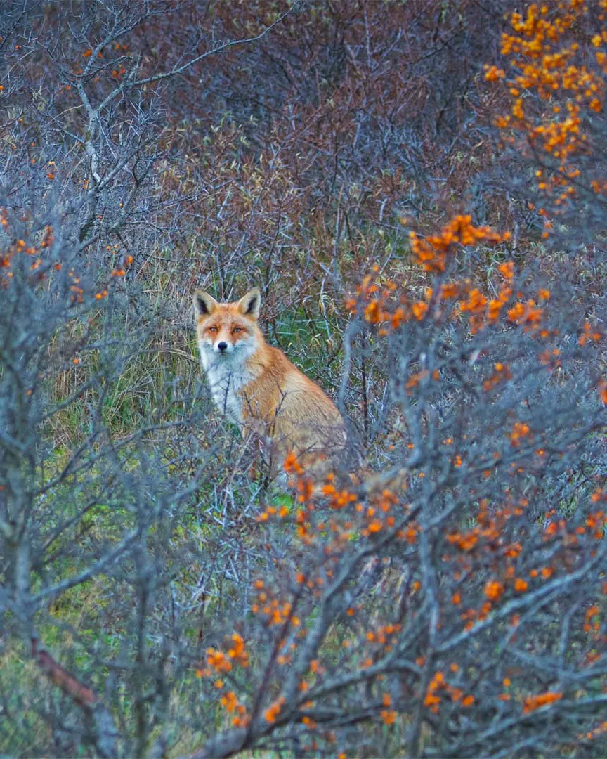 Red fox in the Netherlands