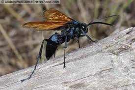 Tarantula Hawk