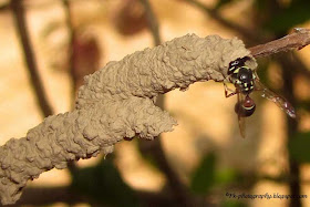 Mason Wasp