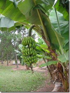 banana tree