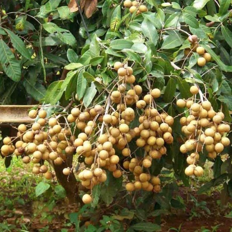 bibit pohon kelengkeng puangray buah manis Pontianak