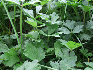 creeping buttercup lawns and turf