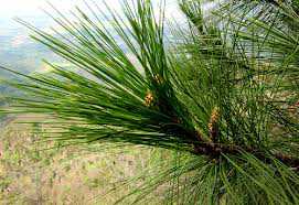 Lingkungan Asri Kota Medan Perbedaan Pinus  dan Cemara