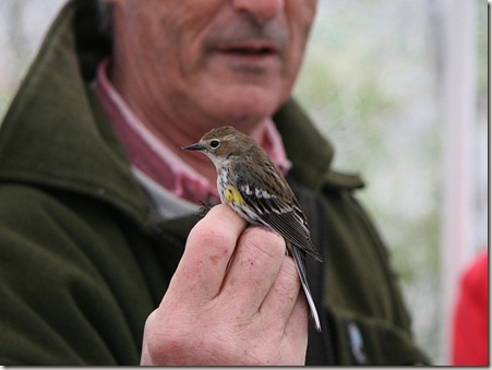 Yellow-rumped warbler