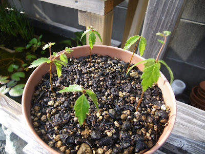 ケヤキの苗　植え替え