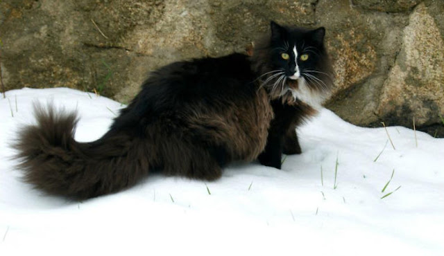 Black Norwegian Forest Cat Photo