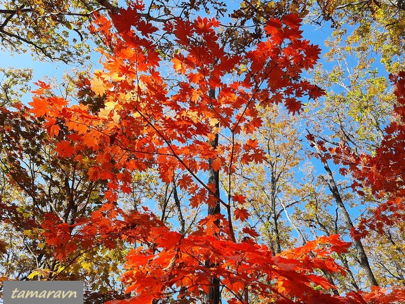 Клён ложнозибольдов (Acer pseudosieboldianum)