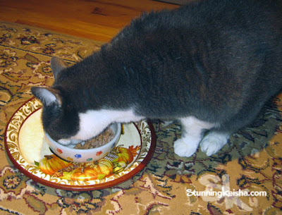 A Feast Fit For a Cat #ChewyInfluencer