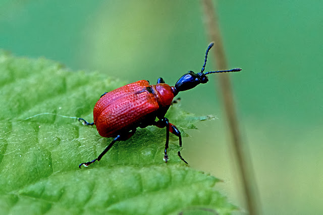 Apoderus coryli the Hazel Leaf-roller Beetle