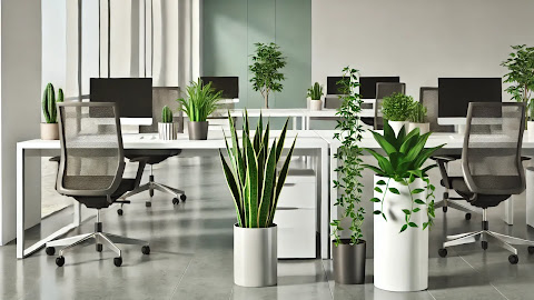 5 loại cây cảnh trang trí văn phòng phù hợp nhất
