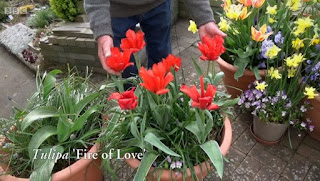 Tulip Fire of Love