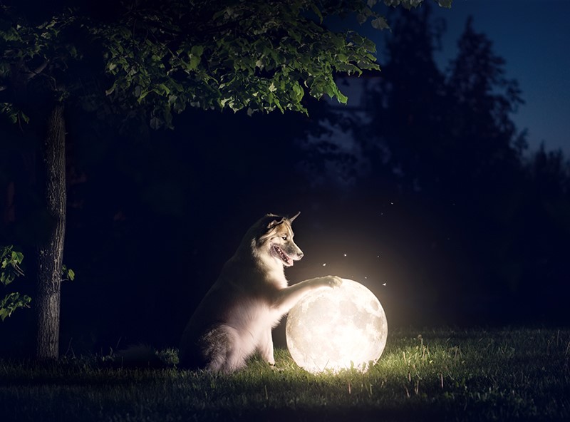 Lua Cheia: Mitos ou Realidade? Descubra se os Animais de Estimação São Afetados pela Magia Lunar! Prepare-se para uma Jornada de Surpresas Lunáticas!