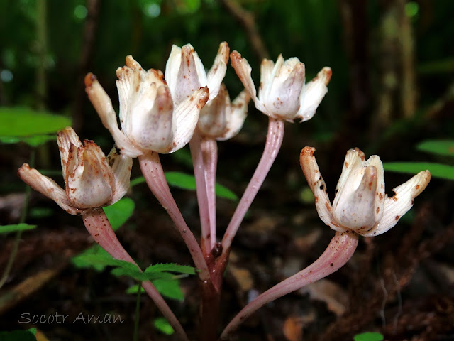 Yoania amagiensis