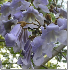 Paulownia-tomentosa1