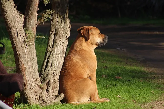 Bull Mastiff