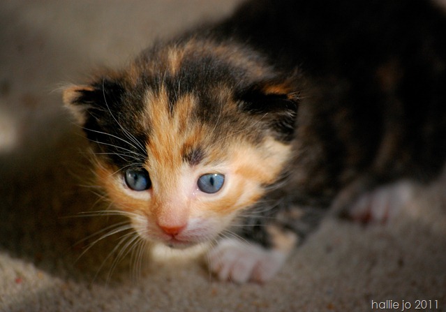 Kitty