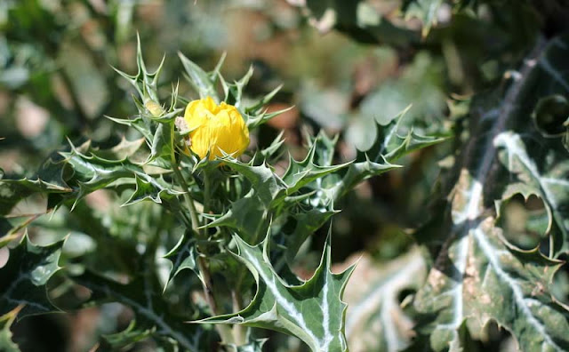 Argemone Mexicana Flowers Pictures