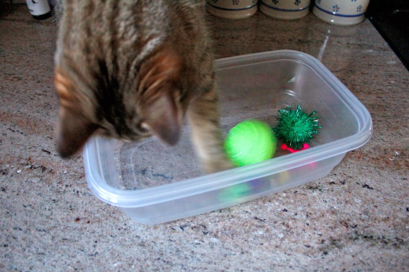 Bright Idea: DIY Puzzle Toys for Cats - Modern Cat