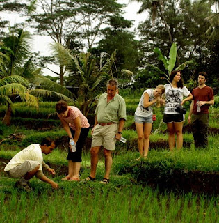 how  the rice planted