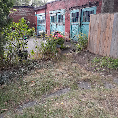 Little Italy Toronto Backyard Garden Cleanup After by Paul Jung Gardening Services--a Toronto Organic Gardener for Hire