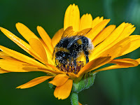 Kind of Little Bumblebee Pollinating a Flower, Task of Pollinnation - (Bumblebee Important Economic Engine for Agriculture), Why Bumblebees Are Important Economic Drivers In Regions With Extreme Climates - (Bumblebee Important Economic Engine for Agriculture), http://althox.blogspot.com/2014/05/Bumblebee-Important-Economic-Engine-Agriculture.html