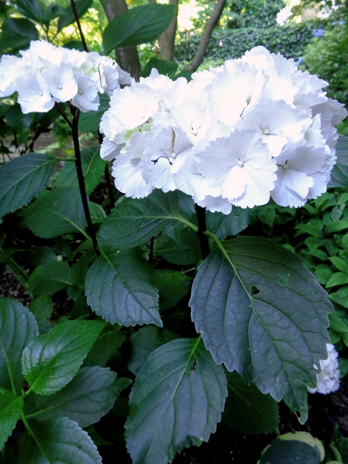 Hydrangea macrophylla 39;Zebra39;