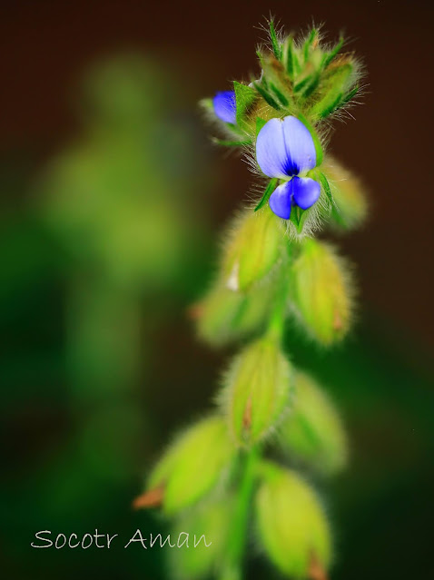 Crotalaria sessiliflora