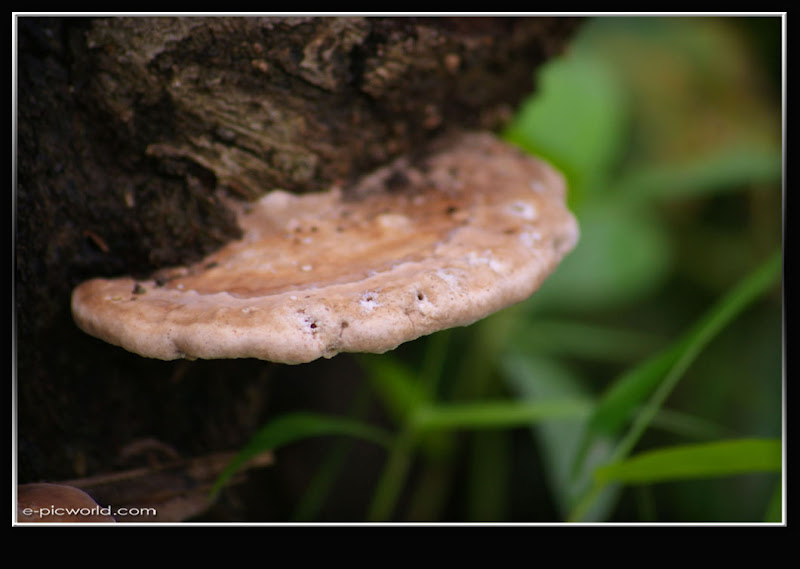 Mushrooms and fungi photo