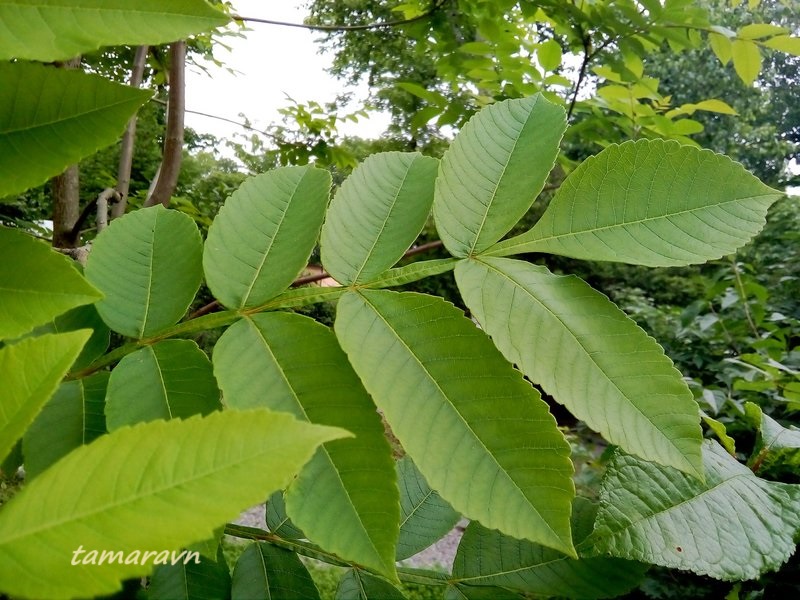 Сумах китайский (Rhus chinensis)