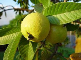 health information, guava