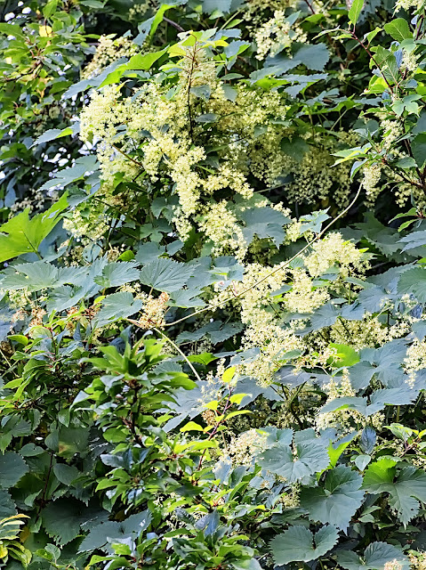 Racemes of greeny white hop flowers