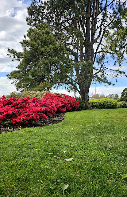 Beautiful lawn with red flowerig bushes