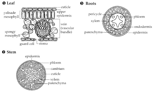 Organs in plants