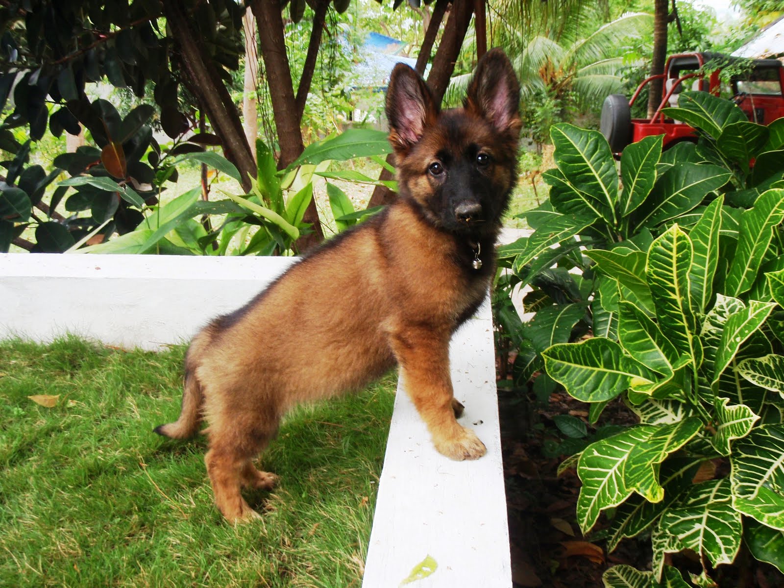 german shepherd puppies