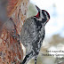 Wintering sapsuckers:  Red-naped