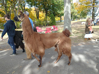 Photo of Brown Llama