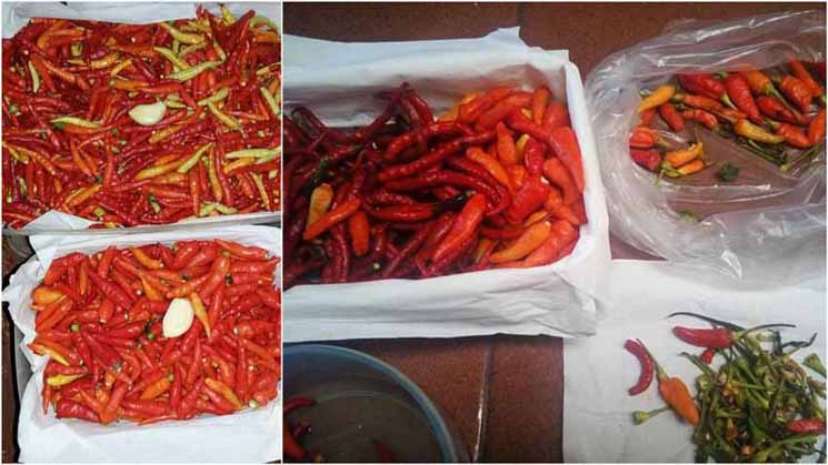 🌶Mumpung Cabai Lagi Murah Ini Dia Tips Supaya Cabe Bisa Segarrr Sampai 2-3 Bulan Yg WAJIB Para Bunda Ketahui🌶