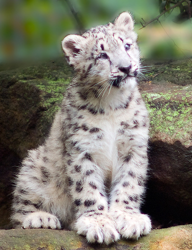 kat snow leopard