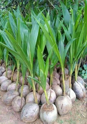 jual bibit buah kelapa wulung asli cepat berbuah manis Jawa Tengah