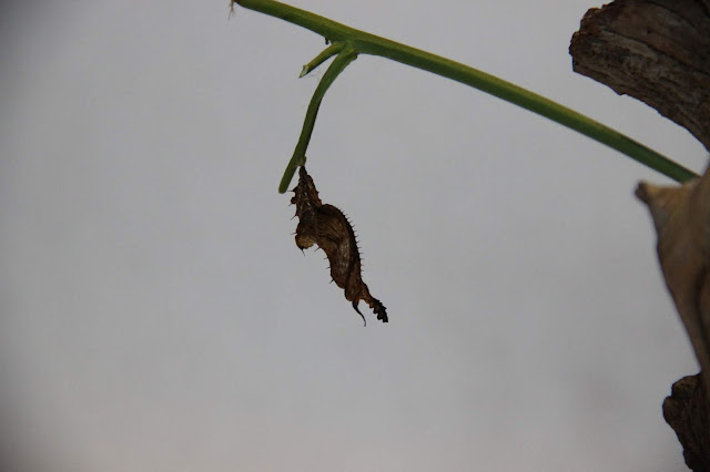 leaf mimicry butterflies