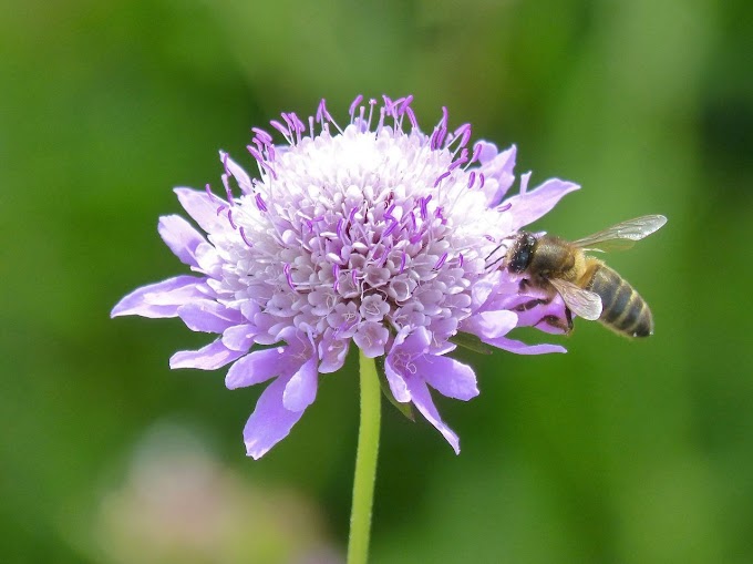 Te presentamos 10 datos sorprendentes sobre las Abejas.