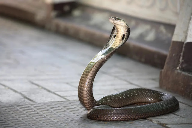 Embodiment of majesty: king cobra unveiled