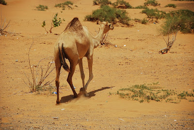 Camels U A E Dubai Vacations Desert