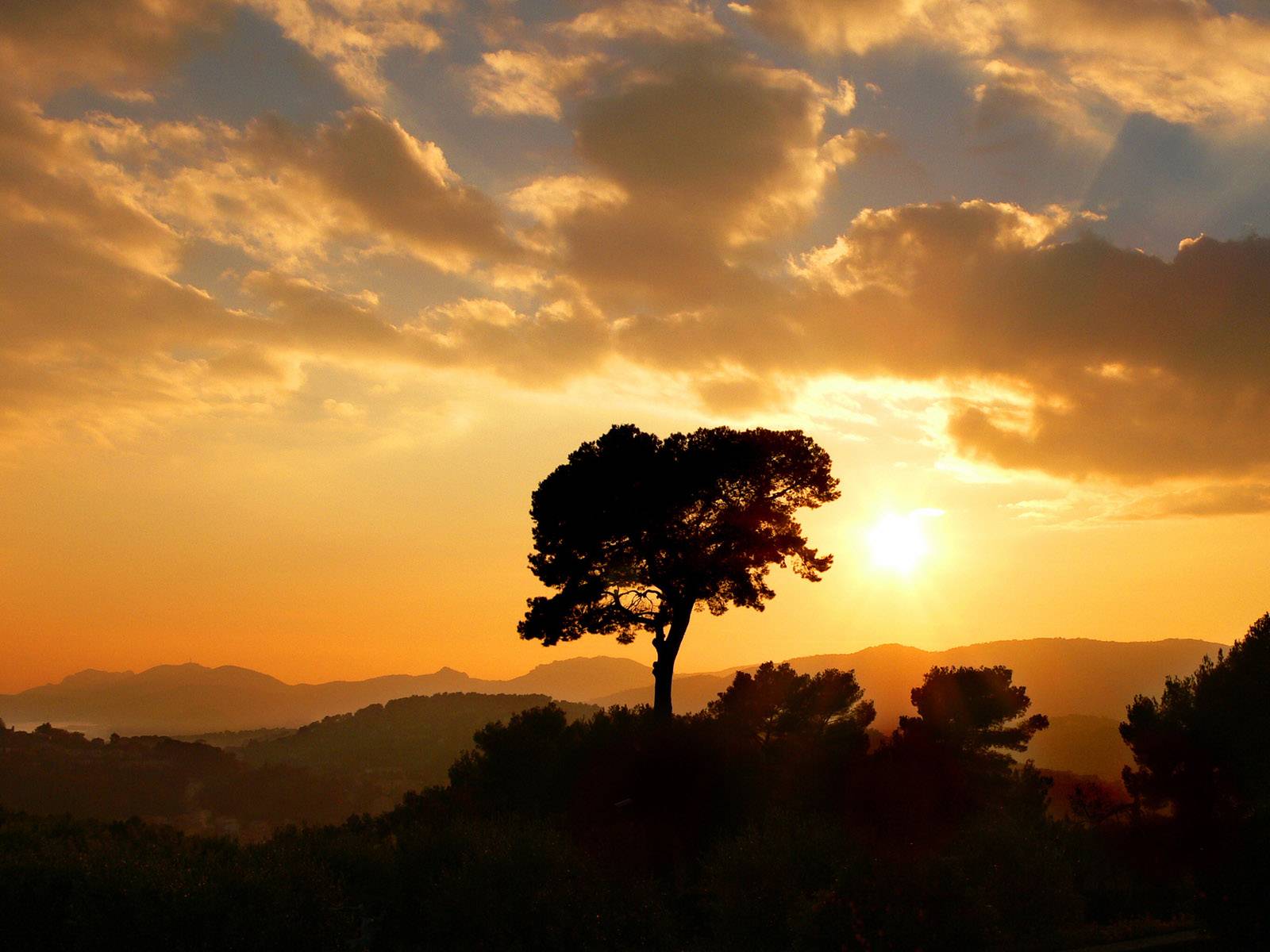 El árbol de oro