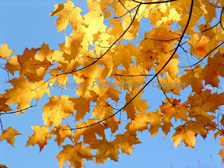 bright gold yellow fall leaves blue sky